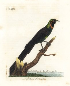 Arfak-Astrapia, Astrapia nigra (Gorget-Paradiesvogel, Paradisea gularis). Handkolorierte Kupferplatte gezeichnet und graviert von John Latham aus seiner eigenen A General History of Birds, Winchester