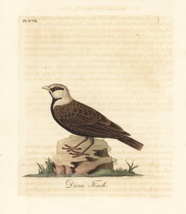 Aschgekrönte Spatzenlerche, Ereopterix griseus (Duree-Fink, Emberiza gingica). Handkolorierte Kupferstichzeichnung und -gravur von John Latham aus seiner eigenen A General History of Birds, Winchester