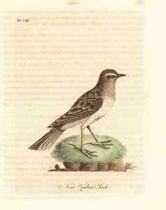 Australischer Pieper, Anthus novaeseelandiae (Neuseelandlerche, Alauda novae zealandiae)