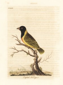 Schwarzkopf-Gelbkragenweber, Ploceus melanocephalus capitalis (Capital Tangare, Tanagra capitalis). Handkolorierte Kupferplatte gezeichnet und graviert von John Latham aus seiner eigenen A General History of Birds, Winchester