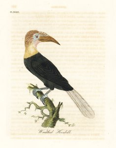 Papua-Hornvogel, Rhyticeros plicatus. Handkolorierte Kupferstichzeichnung und -gravur von John Latham aus seinem eigenen A General History of Birds, Winchester von John Latham