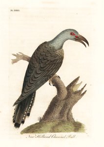 Kanalbilled Kuckuck, Scythrops novaehollandiae (Australischer Kanalbilled, Psittaceous Hornbill). Handkolorierter Kupferstich gezeichnet und graviert von John Latham aus seiner eigenen 