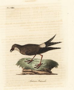 Rotflügel-Brachschwalbe, Glareola pratincola. Handkolorierte Kupferstichzeichnung und -gravur von John Latham aus seinem eigenen A General History of Birds, Winchester