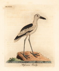 Krabbenregenpfeifer, Dromas ardeola (Abyssinischer Erdy, Ardea pondiceriana) von John Latham