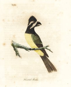 Haubenwürger, Falcunculus frontatus. Handkolorierte Kupferstichzeichnung und -gravur von John Latham aus seinem eigenen A General History of Birds, Winchester von John Latham