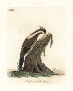 Crimson-crested Specht, Campephilus melanoleucos (Buff-crested Specht, Picus melanoleucus). Basierend auf einer Haut im Leverian Museum. Handkolorierte Kupferplatte, gezeichnet und graviert von John Latham aus seiner eigenen A General History of Birds, Win von John Latham