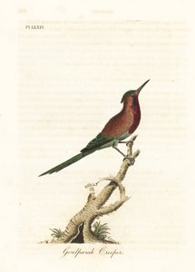 Crimson-Sonnenvogel, Aethopyga siparaja seheriae (Goulpourah Creeper). Handkolorierte Kupferplatte, gezeichnet und graviert von John Latham aus seiner eigenen A General History of Birds, Winchester von John Latham