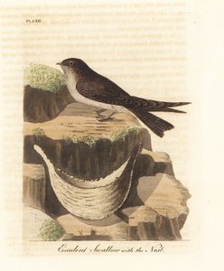Essbare-Nestsalangane, Aerodramus fuciphagus, und Nest aus Speichel, verwendet in der Schwalbennestsuppe. Handkolorierte Kupferstichzeichnung und -gravur von John Latham aus seiner eigenen A General History of Birds, Winchester von John Latham