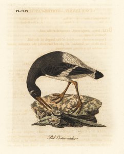 Eurasischer oder Fuß-Austernfischer, Haematopus ostralegus. Handkolorierte Kupferplatte gezeichnet und graviert von John Latham aus seiner eigenen A General History of Birds, Winchester von John Latham