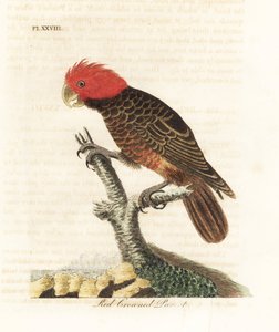 Gang-gang-Kakadu, Callocephalon fimbriatum. Handkolorierte Kupferstichzeichnung und -gravur von John Latham aus seinem eigenen A General History of Birds, Winchester von John Latham