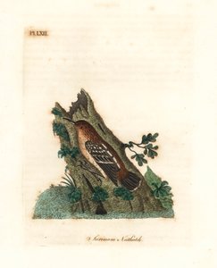 Guianischer Ameisenschlüpfer, Myrmotherula surinamensis. Handkolorierte Kupferstichzeichnung und -gravur von John Latham aus seiner eigenen A General History of Birds, Winchester