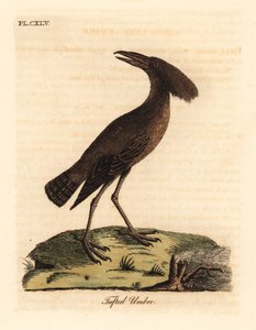 Hammerkopf, Scopus umbretta. Handkolorierte Kupferstichzeichnung und -gravur von John Latham aus seinem eigenen A General History of Birds, Winchester