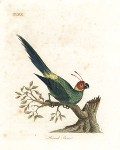 Hornpapagei, Eunymphicus cornutus. Gefährdet (Hornpapagei, Psittacus bisetis.) Handkolorierte Kupferplatte gezeichnet und graviert von John Latham aus seiner eigenen A General History of Birds, Winchester von John Latham