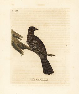 Neuseeland Südinsel Piopio, Turnagra capensis. Ausgestorben. (Dickschabeldrossel, Turdus crassirostris.) Handkolorierte Kupferplatte gezeichnet und graviert von John Latham aus seiner eigenen 