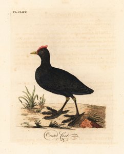 Rotknopf-Blesshuhn oder Kammblesshuhn, Fulica cristata. Handkolorierte Kupferplatte gezeichnet und graviert von John Latham aus seiner eigenen A General History of Birds, Winchester von John Latham