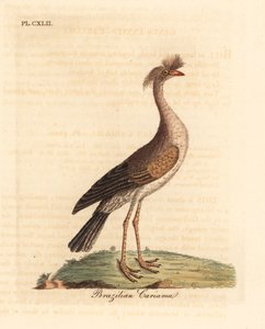Rotbeinige Seriema oder Haubenseriema, Cariama cristata. Handkolorierte Kupferstichzeichnung und -gravur von John Latham aus seinem eigenen A General History of Birds, Winchester von John Latham