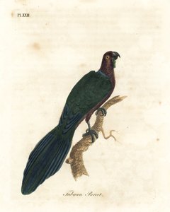 Roter Glanzpapagei, Pyrrhulopsis tabuensis. Handkolorierte Kupferstichzeichnung und -gravur von John Latham aus seinem eigenen A General History of Birds, Winchester von John Latham