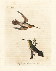 Rostkolibri, Selasphorus rufus (Ruffhalskolibri, Trochilus collaris). Männlich und weiblich. Handkolorierte Kupferstichzeichnung und -gravur von John Latham aus seiner eigenen A General History of Birds, Winchester