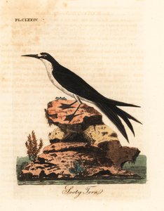 Rußseeschwalbe, Onychoprion fuscatus (Sterna fuliginosa). Handkolorierte Kupferplatte, gezeichnet und graviert von John Latham aus seiner eigenen A General History of Birds, Winchester von John Latham