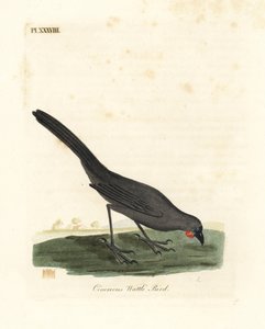 Südinsel, Neuseeland Kokako, Callaeas cinerea cinerea, 2007 für ausgestorben erklärt (Aschgrauer Lappen-Vogel, Calloeas cinerea). Handkolorierte Kupferplatte gezeichnet und graviert von John Latham aus seiner eigenen A General History of Birds, Winchester von John Latham
