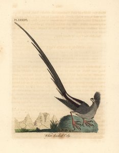 Weißrückige Mausvogel, Colius colius (Weißrückige Coly, Colius leuconotus). Handkolorierte Kupferplatte, gezeichnet und graviert von John Latham aus seiner eigenen A General History of Birds, Winchester von John Latham