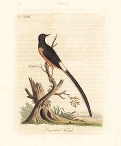 Weißbürzel-Schama, Copsychus malabaricus macrourus. Handkolorierte Kupferstichzeichnung und -gravur von John Latham aus seiner eigenen A General History of Birds, Winchester von John Latham