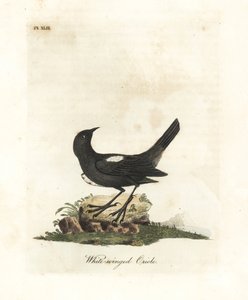 Weißschultertangare, Tachyphonus luctuosus (Weißflügelpirol, Oriolus leucopterus). Handkolorierte Kupferplatte gezeichnet und graviert von John Latham aus seiner eigenen A General History of Birds, Winchester von John Latham