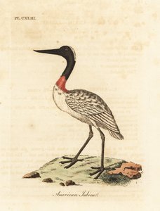 Amerikanischer Waldstorch, Mycteria americana. Handkolorierte Kupferstichzeichnung und -gravur von John Latham aus seinem eigenen A General History of Birds, Winchester