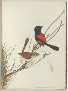 Scharlachroter und schwarzer Waldsänger