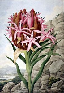 Speerlilie (Doryanthes excelsa)