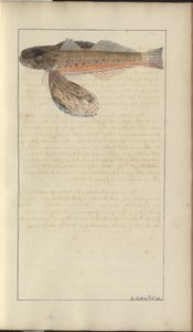 Lindsay-Zeichnungen Bd. VII