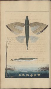 Lindsay Zeichnungen Vol. VII
