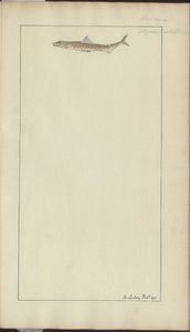 Lindsay Zeichnungen Vol. VII, 23