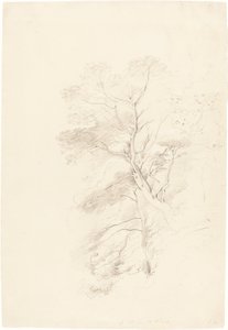 Ein Buchenwald von John Linnell