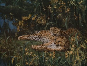 Indische Leoparden, spätes 19. - frühes 20. Jahrhundert, um 1930 von John Macallan Swan