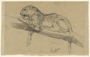 Studie eines Leoparden, liegend auf einem Ast von John Macallan Swan