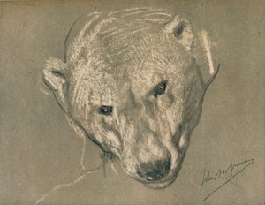 Studie eines Eisbärenkopfes, um 1901