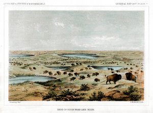 Bisonherde in der Nähe des Lake Jessie, North Dakota, USA, 1856 von John Mix Stanley