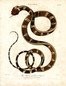 Afrikanische Viper (Coluber)