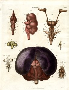 Anatomische Illustrationen von Gehirn und Nervensystem (Tafel 6) von John Pass