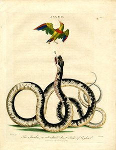 Anguis: Jaculus-Schlange und bunter Vogel von John Pass