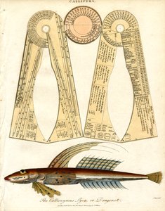 Zirkel und Drachenkopf von John Pass