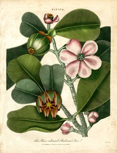 Clusia - Der rosafarbene Balsambaum von John Pass