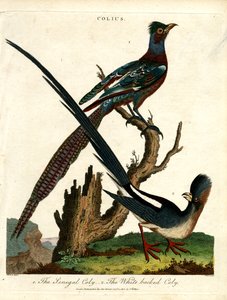 Colius Arten (Mausvögel) von John Pass
