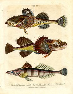 Cottus – Groppen und Seeskorpione von John Pass