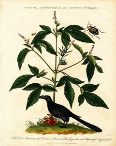 Croton; Crotophaga; und Cryptocephalus von John Pass