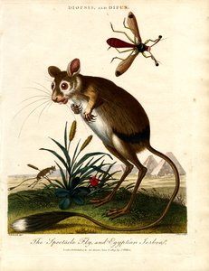 Diopsis und Dipus (Stielaugenfliege und Ägyptische Springmaus) von John Pass