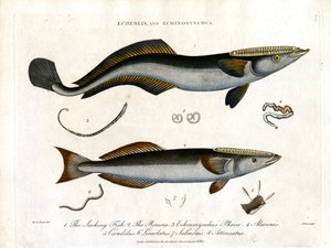 Echeneis und Echinorynchus: Saugnapffisch und Dornlachs von John Pass