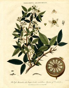 Egle; Empis und Enchelis von John Pass