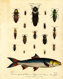 Elater und Elops: Siebzehn Arten von Elater oder Skipper und der Elops oder Saurfisch von John Pass